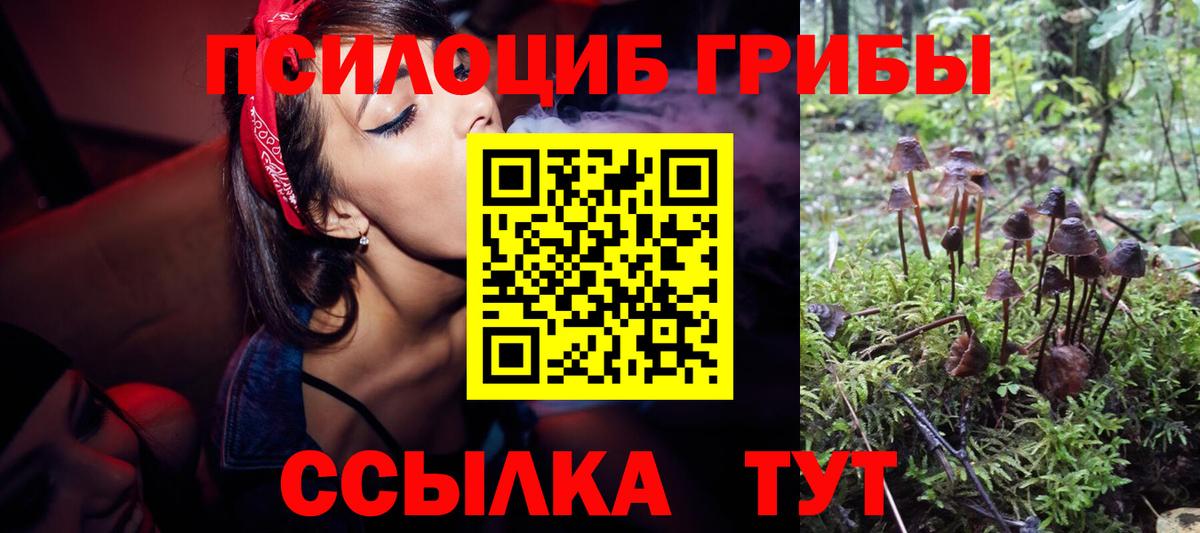 где продают   Псилоцибиновые грибы прущие грибы  Вход с VPN  Подольск 